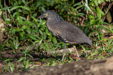 Nature wildlife of Malayan night heron bird shot at Sabah, Malaysia