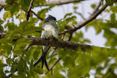 Nature wildlife image of Grey-rumped Treeswift perching on tree branch