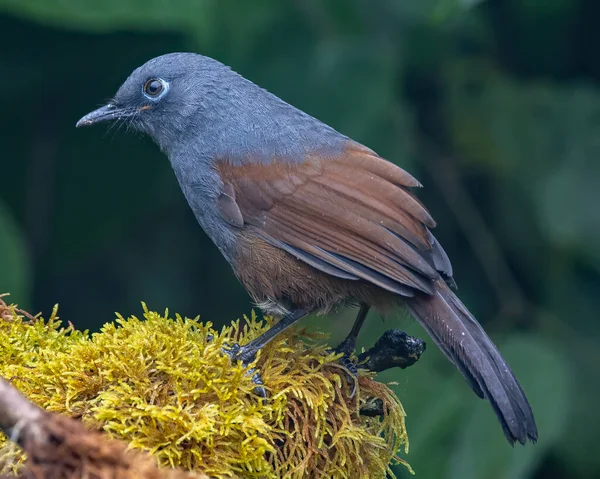Sunda laughingthrush (Garrulax palliatus) is a species of birds at tropical moist montane forests.