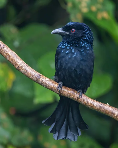 Bronze Drongo bird (Dicrurus aeneus) perching on tree branch