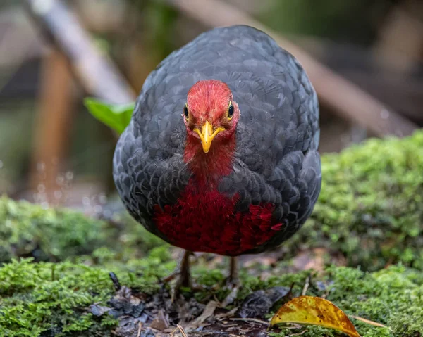 Crimson-headed partridge on deep jungle rainforest, It is endemic to the island of Borneo