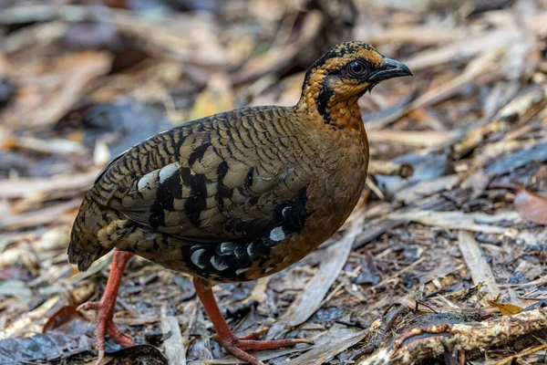 Red-breasted partridge also known as the Bornean hill-partridge It is endemic to hill and montane forest in Borneo