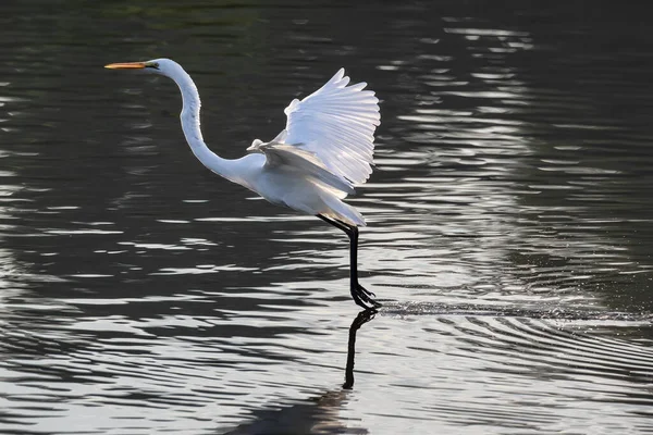 Nature wildlife image of cattle egret on flying