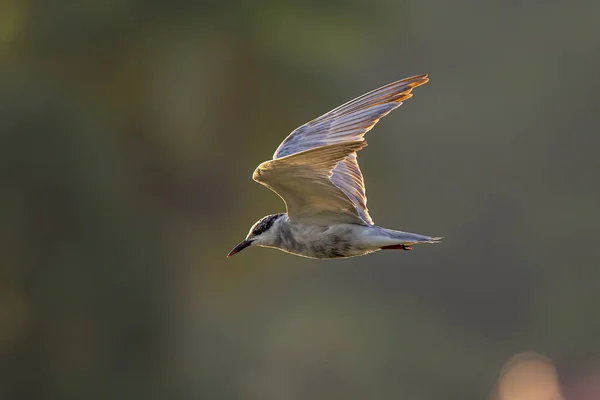 Whiskered tern bird in flight full speed