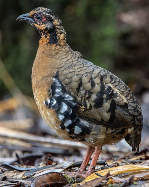 Red-breasted partridge also known as the Bornean hill-partridge It is endemic to hill and montane forest in Borneo