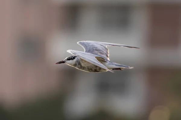 Whiskered tern bird in flight full speed