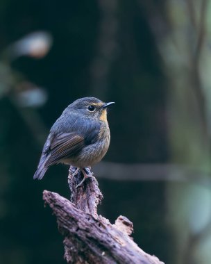 Karlı Kaşlı Kuş türünün doğa kuşu Borneo 'da bulunan dalda sinekkapanı tünemiş.