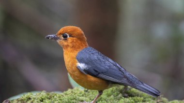 Nature wildlife image of uncommon resident bird Orange-headed thrush in Sabah, Borneo clipart