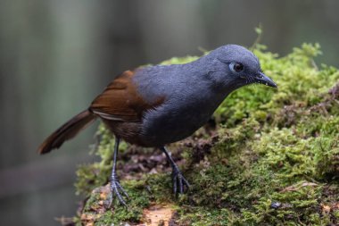 Doğa, çeltik tarlasında sığır balıkçısının görüntüsü.