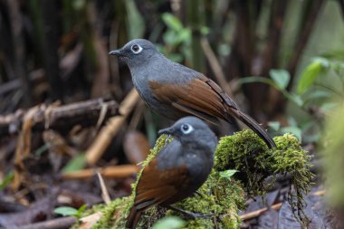Sunda laughingthrush (Garrulax palliatus) is a species of birds at tropical moist montane forests.