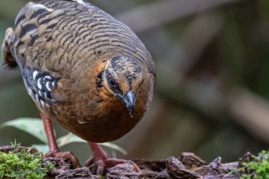 Nature wildlife of bird red-breasted partridge also known as the Bornean hill-partridge It is endemic to hill and montane forest in Borneo