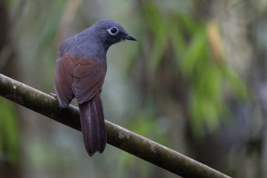 Sunda laughingthrush (Garrulax palliatus) is a species of birds at tropical moist montane forests.