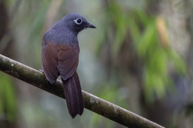 Sunda laughingthrush (Garrulax palliatus) is a species of birds at tropical moist montane forests.