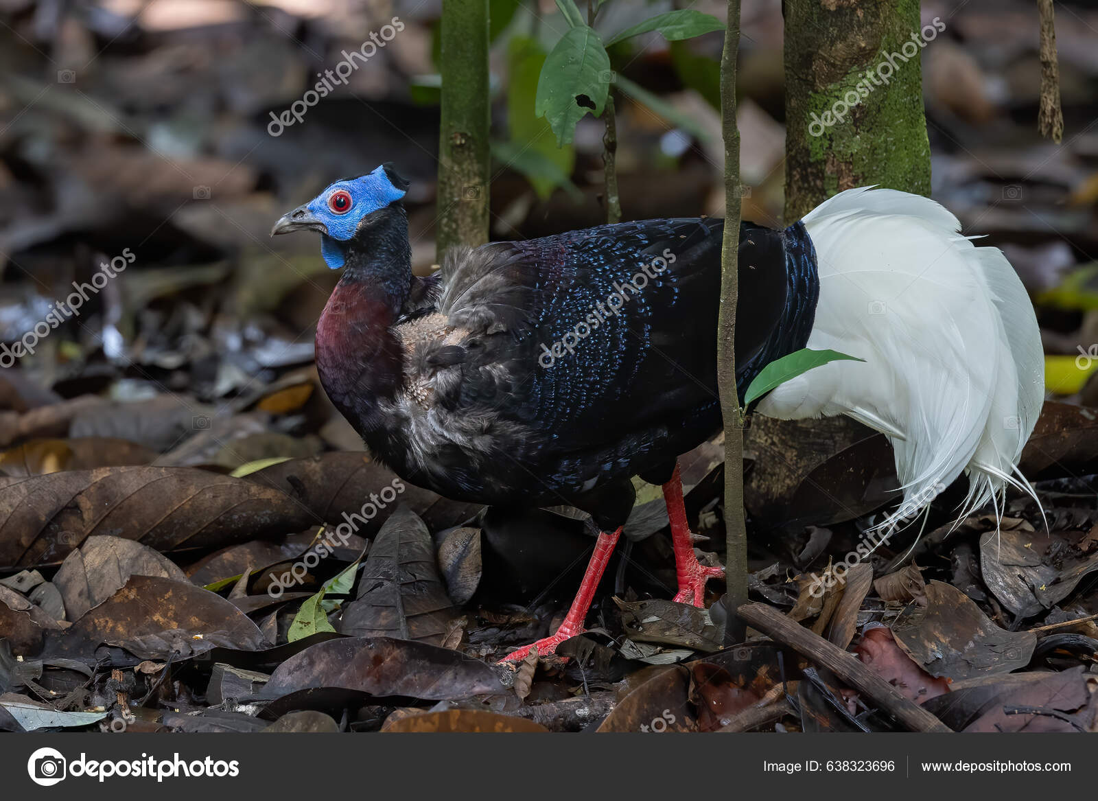 Nature Wildlife Bulwer's Pheasant Rare Endemic Big Bird Sabah Borneo Stock  Photo by ©alenthien 638323696