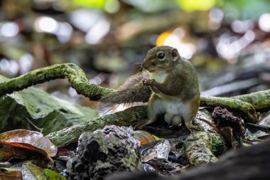 Nature wildlife image of Bornean Mountain Ground Squirrel on deep jungle forest.