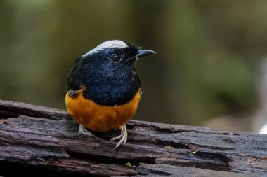 Borneo Adası 'ndaki doğa yağmur ormanlarındaki beyaz taç şama görüntüsü..