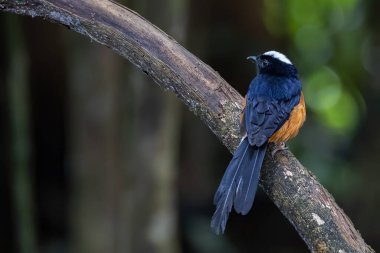Borneo Adası 'ndaki doğa yağmur ormanlarındaki beyaz taç şama görüntüsü..