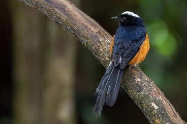 Borneo Adası 'ndaki doğa yağmur ormanlarındaki beyaz taç şama görüntüsü..