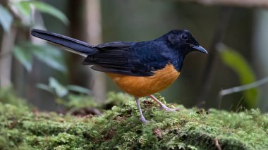 Borneo Adası 'ndaki doğa yağmur ormanlarındaki beyaz taç şama görüntüsü..