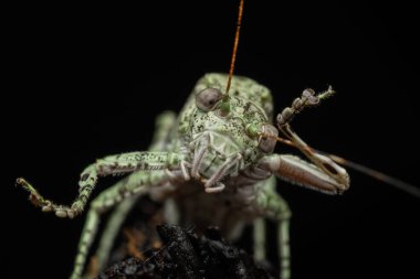 Amazing and unique wildlife katydid found on deep jungle forest in Sabah, Borneo