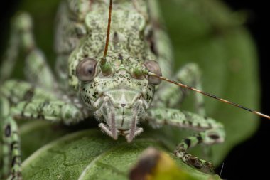 Amazing and unique wildlife katydid found on deep jungle forest in Sabah, Borneo clipart