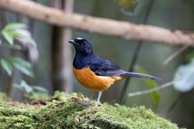 Borneo Adası 'ndaki doğa yağmur ormanlarındaki beyaz taç şama görüntüsü..