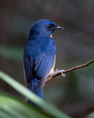 Nature wildlife image of Dayak Blue Flycatcher bird deep jungle forest in Sabah, Borneo