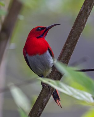 Nature wildlife of Temminck's sunbird perching on tree branch