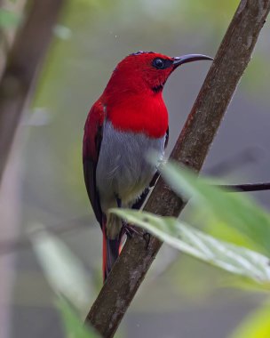 Nature wildlife of Temminck's sunbird perching on tree branch