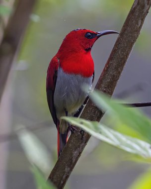 Nature wildlife of Temminck's sunbird perching on tree branch