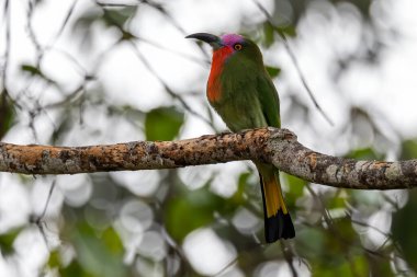 Nature wildlife bird of Red-bearded Bee-eater bird on branch