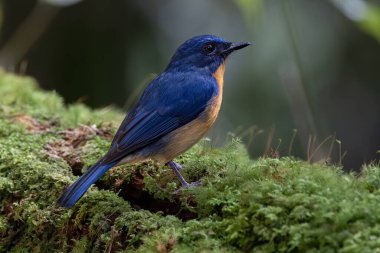 Nature wildlife image of Dayak Blue Flycatcher bird deep jungle forest in Sabah, Borneo