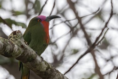 Nature wildlife bird of Red-bearded Bee-eater bird on branch