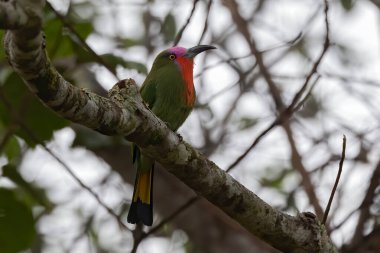 Nature wildlife bird of Red-bearded Bee-eater bird on branch
