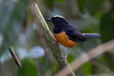 Borneo Adası 'ndaki doğa yağmur ormanlarındaki beyaz taç şama görüntüsü..