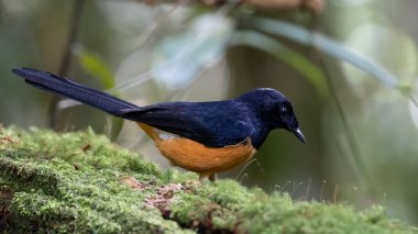 Borneo Adası 'ndaki doğa yağmur ormanlarındaki beyaz taç şama görüntüsü..