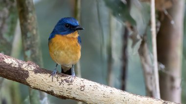 Nature wildlife image of Dayak Blue Flycatcher bird deep jungle forest in Sabah, Borneo