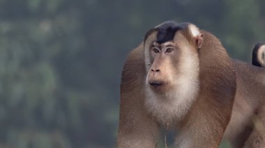 Nature wildlife of huge Pigtail Macaque find moth as food on nature deep jungle