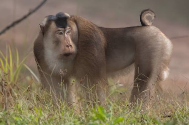 Nature wildlife of huge Pigtail Macaque find moth as food on nature deep jungle