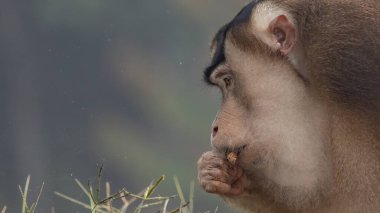 Nature wildlife of huge Pigtail Macaque find moth as food on nature deep jungle
