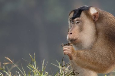 Nature wildlife of huge Pigtail Macaque find moth as food on nature deep jungle