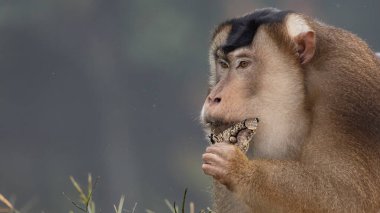 Nature wildlife of huge Pigtail Macaque find moth as food on nature deep jungle