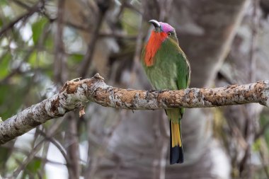 Nature wildlife bird of Red-bearded Bee-eater bird on branch