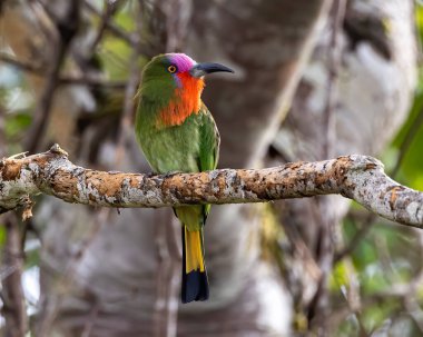 Nature wildlife bird of Red-bearded Bee-eater bird on branch
