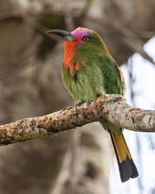 Nature wildlife bird of Red-bearded Bee-eater bird on branch