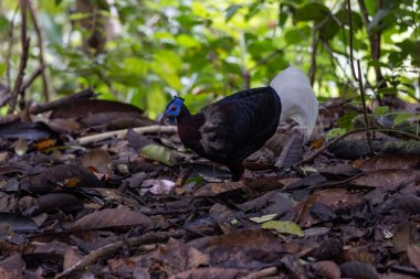 Nature wildlife of Bulwer's Pheasant rare endemic big bird of Sabah Borneo island.