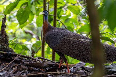 Nature wildlife image of The Great Argus in the deep jungle in Sabah, Borneo