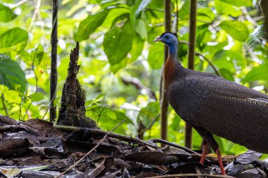 Nature wildlife image of The Great Argus in the deep jungle in Sabah, Borneo
