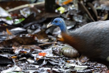 Nature wildlife image of The Great Argus in the deep jungle in Sabah, Borneo