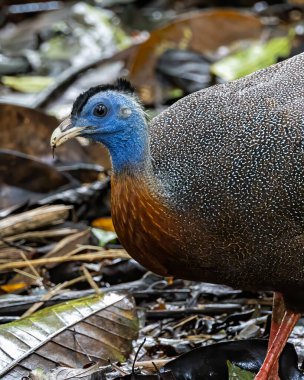 Nature wildlife image of The Great Argus in the deep jungle in Sabah, Borneo